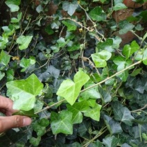 常春藤盆栽绿植花叶长青藤吊兰植物室内阳台庭院盆栽除甲醛