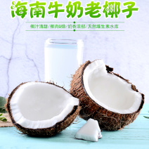 海南牛奶老椰子4个5斤装一件代发