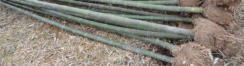 刚破土而出的金镶玉竹笋特写