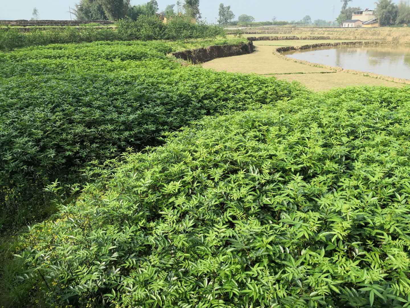 花椒林中采集寄生草的农户