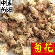 菊花河北菊花大统装供应大货产地直销实物图
