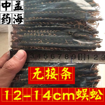 选条蜈蚣12-13cm无接条一件100条