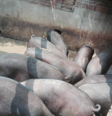 梅山猪梅山母猪梅山猪种猪原种梅山母猪纯种梅山猪