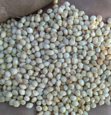 陕北优质白糜子大量出货