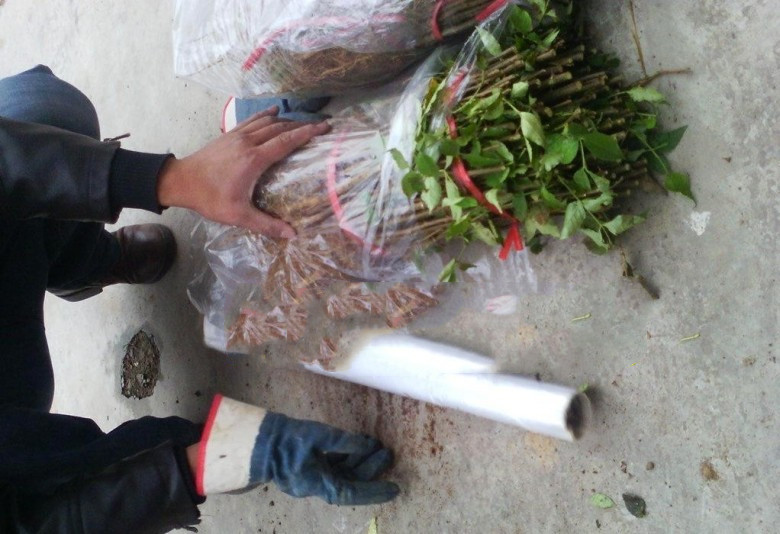 花椒树盆栽种植示意图