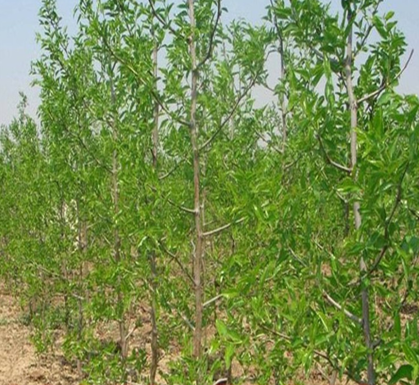 展示金丝长枣的果园种植场景,果树整齐排列,果农正在采摘或管理枣树 金丝长枣果园种植图