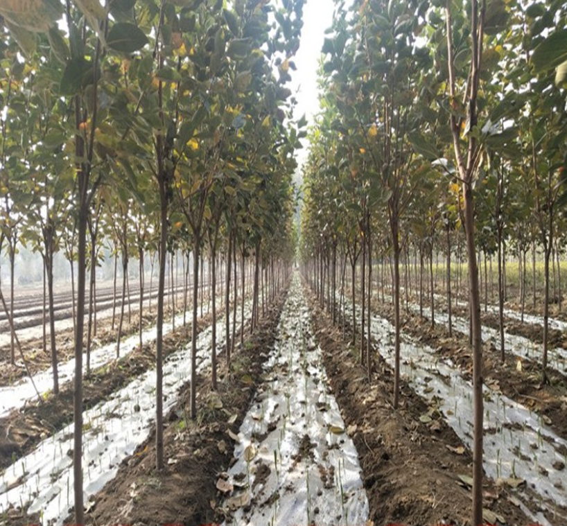 展示西红柿定植的垄距、株距及地膜覆盖方式 西红柿定植操作示意图