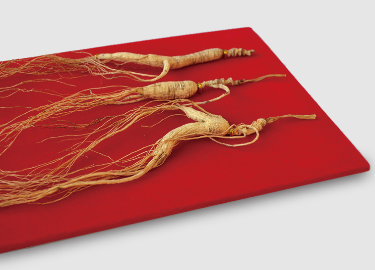 30年野山参实物展示