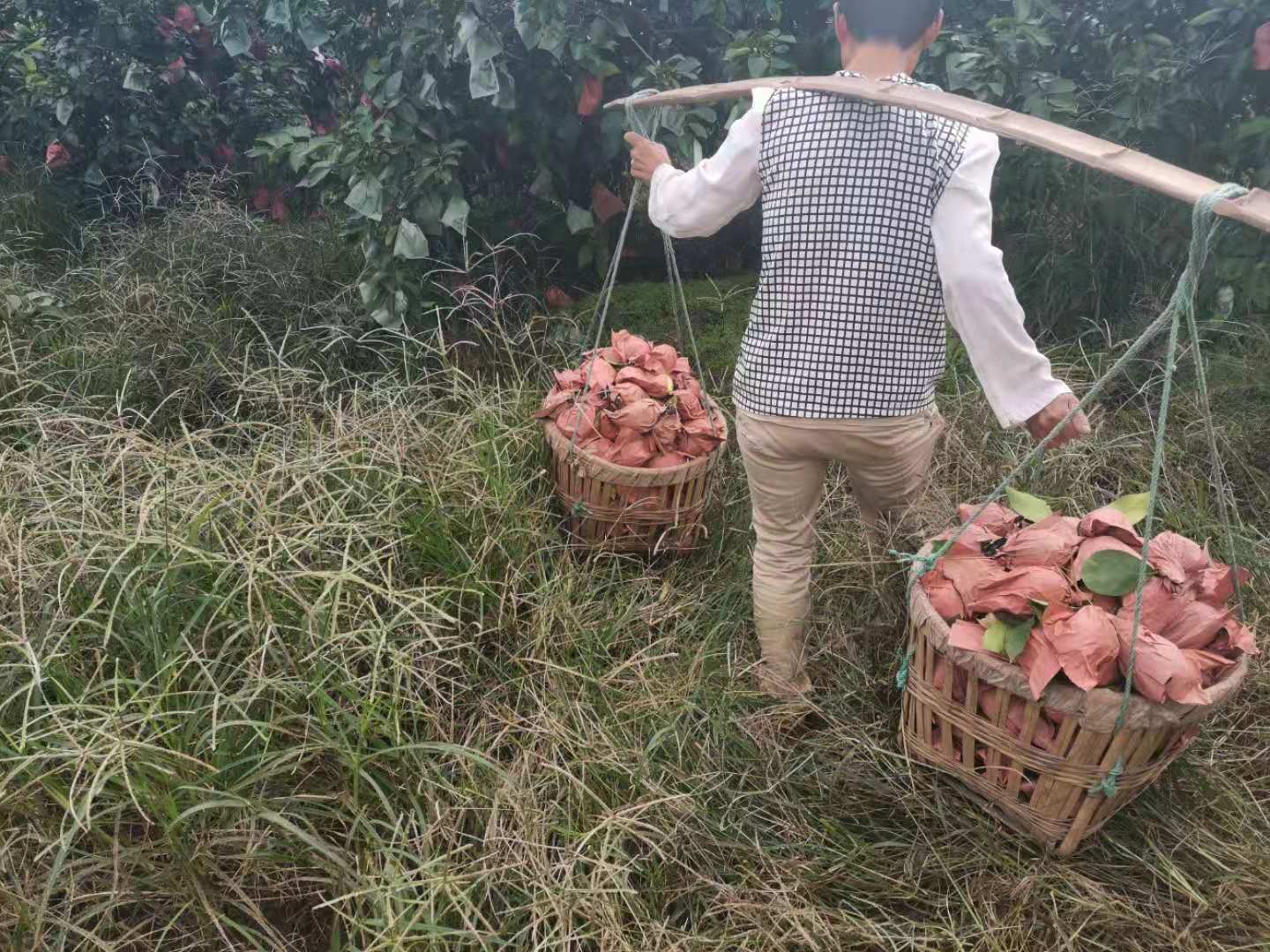 尤力克柠檬果园