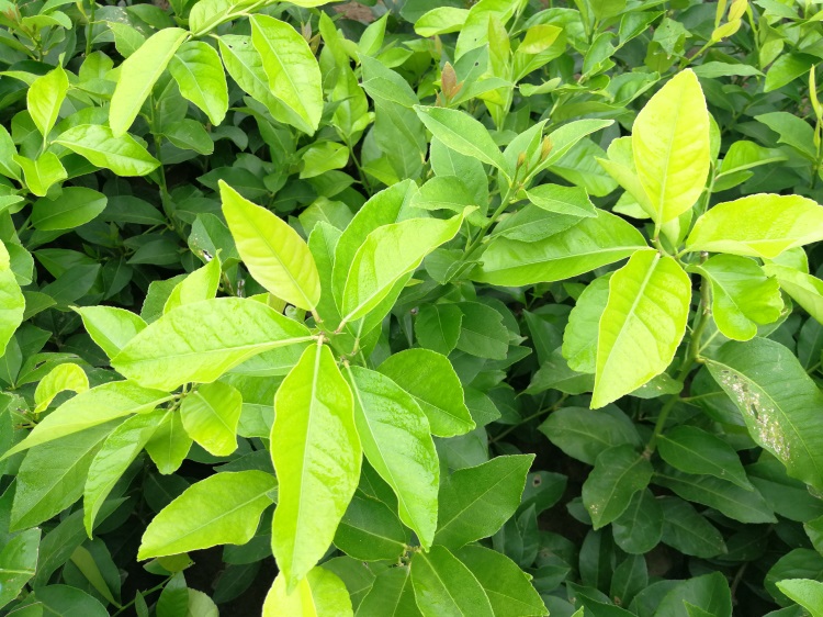 柠檬尤加利植物特写,展示其狭长叶片与清新绿色 柠檬尤加利植物特写