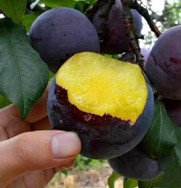 [李子苗批发]李子苗嫁接苗 黑布林李子苗荷兰黑李 黑霸王李子树苗价格