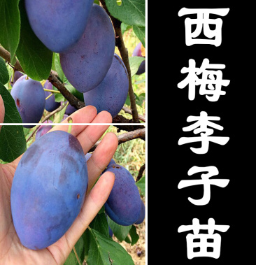 西梅皇后树苗李子树苗果树苗嫁接李子苗南方北方种植当年结果