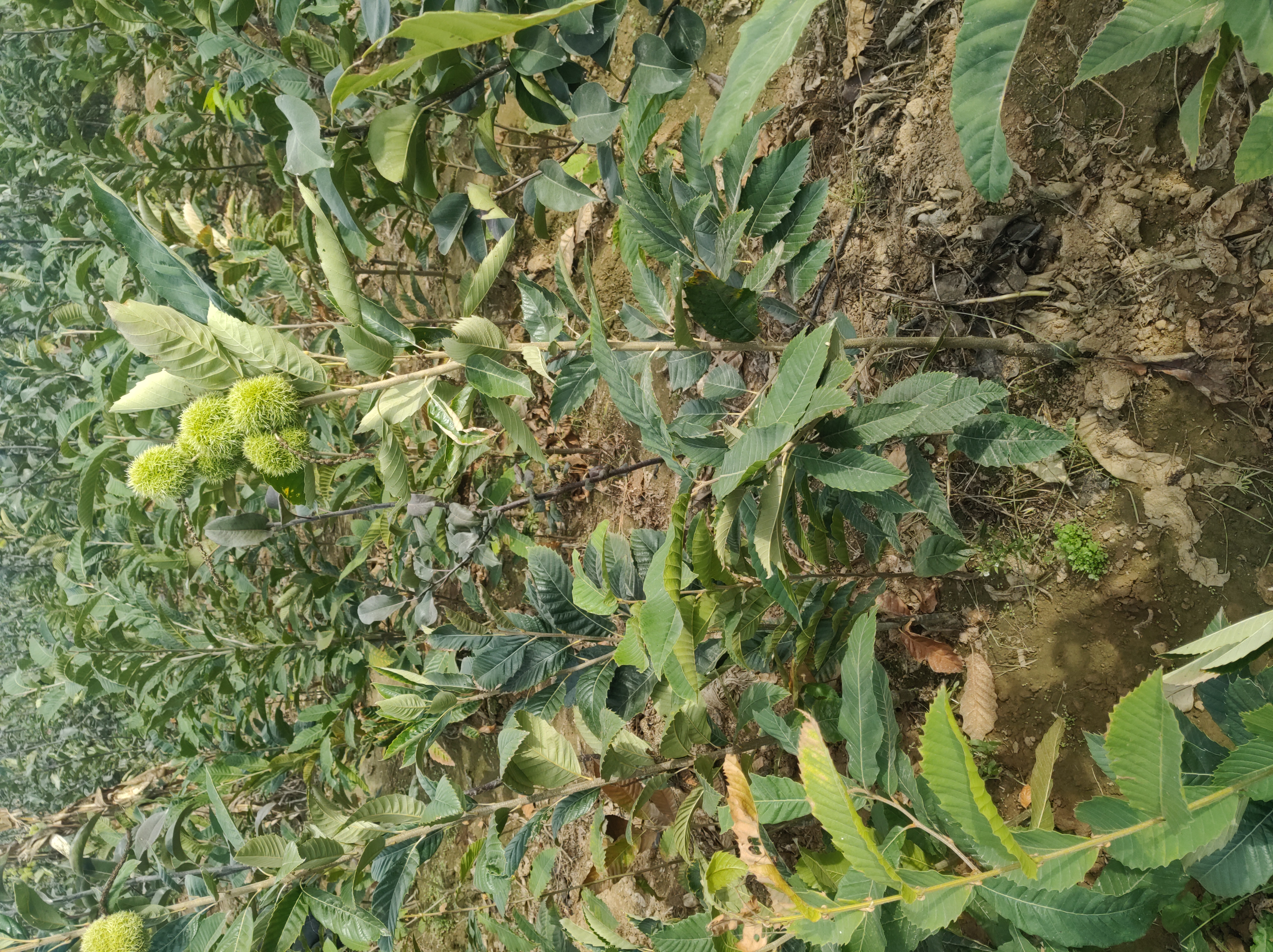 油栗嫁接苗定植初期生长状态