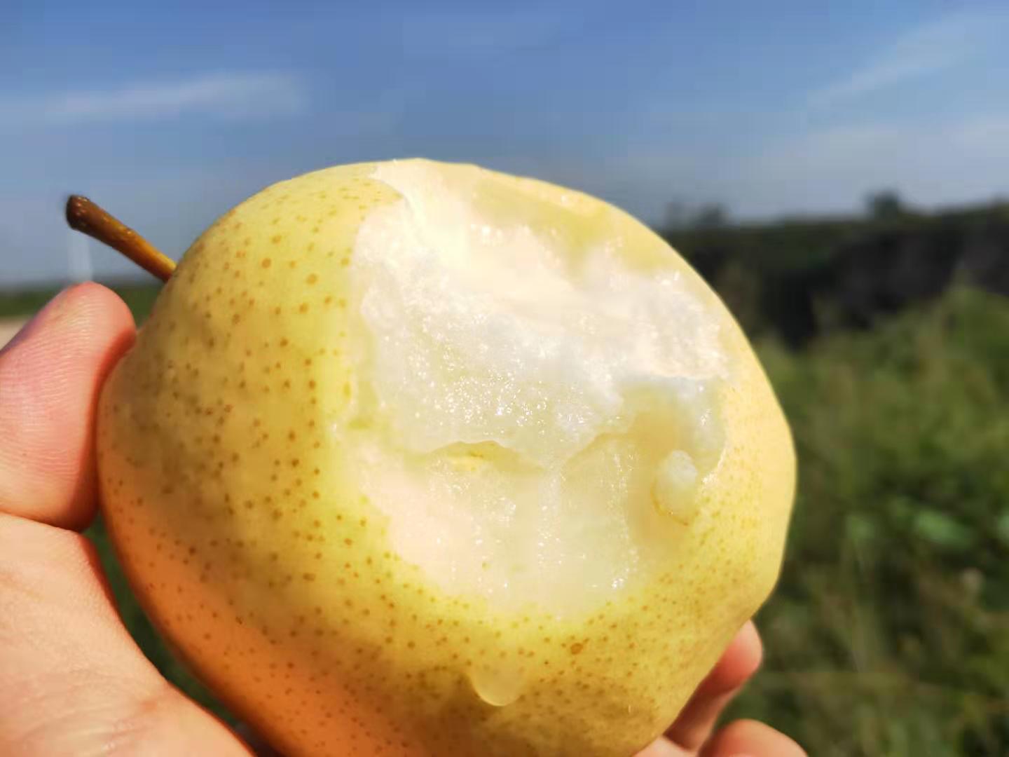 水晶梨果肉特写