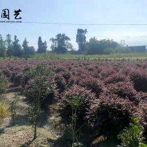 供应精品冠80公分红继木球40元，优质四川货源。
