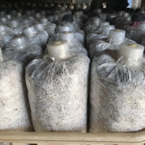 预定榆黄蘑菌种菌包，高发芽率、高成品率