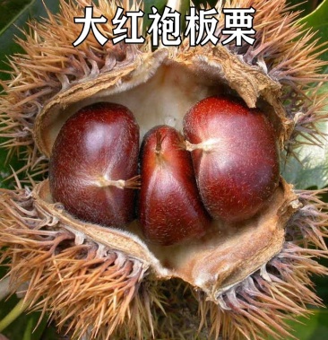 果树苗板栗苗嫁接板栗树苗大红袍栗子苗南方北方种植当年结果