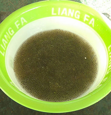 青蛙苗 田鸡青蛙种苗 田鸡蝌蚪种苗 田鸡青蛙卵 免费提供技术