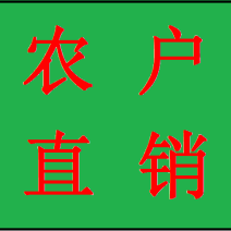 造型松罗汉松福建基地直销