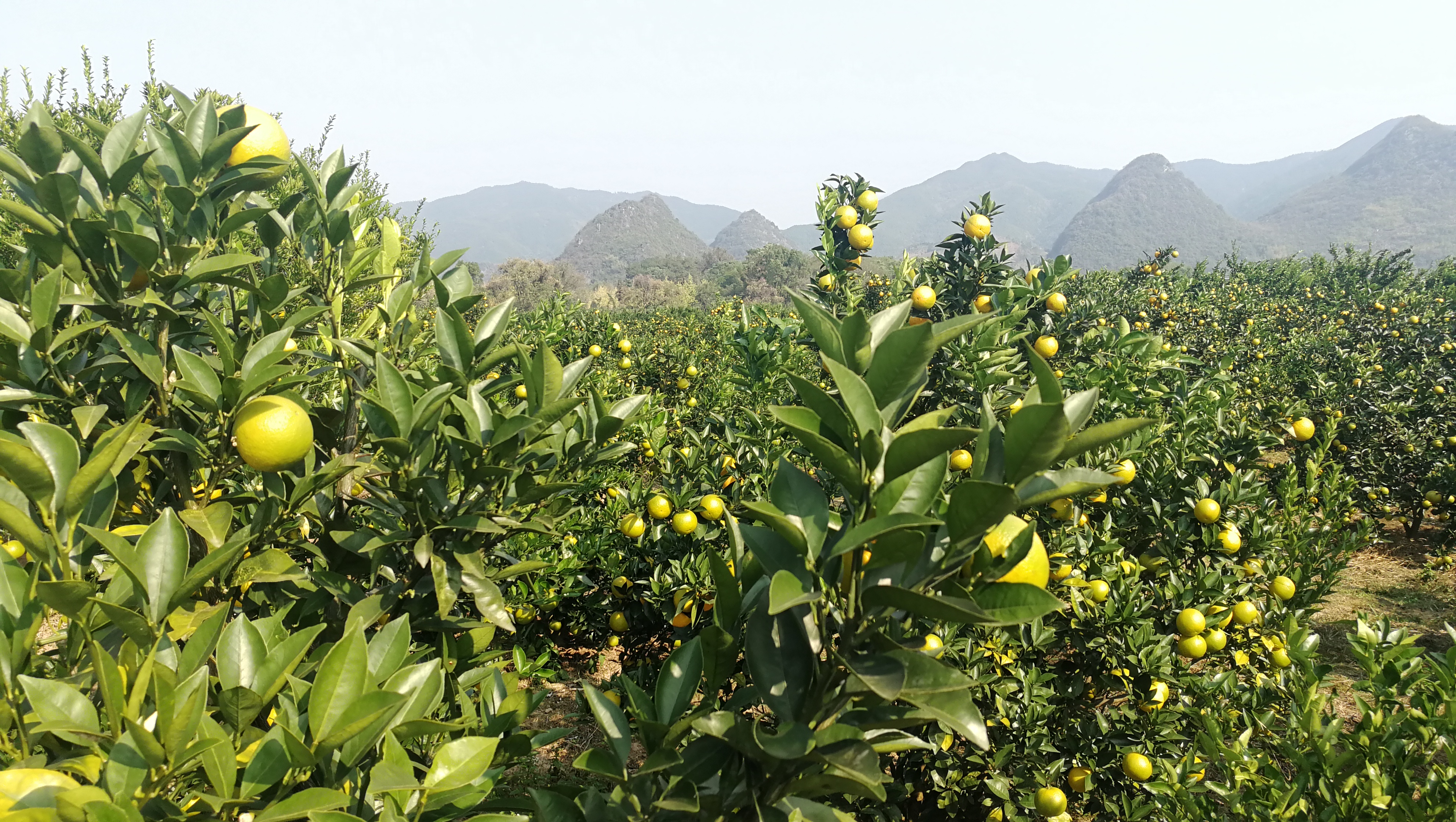 一片郁郁葱葱的山坡果园中,成排的甜橙树整齐分布,枝头上挂满金黄色至橙红色的大甜橙果实,阳光透过树叶洒在果面上,呈现出诱人的光泽。地面覆盖着有机腐殖质,部分果实已采摘装箱,农民正在田间劳作,远处可见山峦与蓝天交界 大甜橙果园全景图