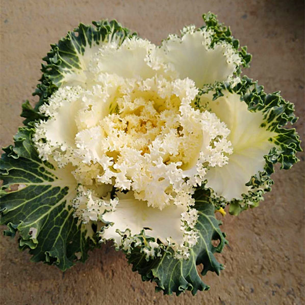 羽衣甘蓝植物特写