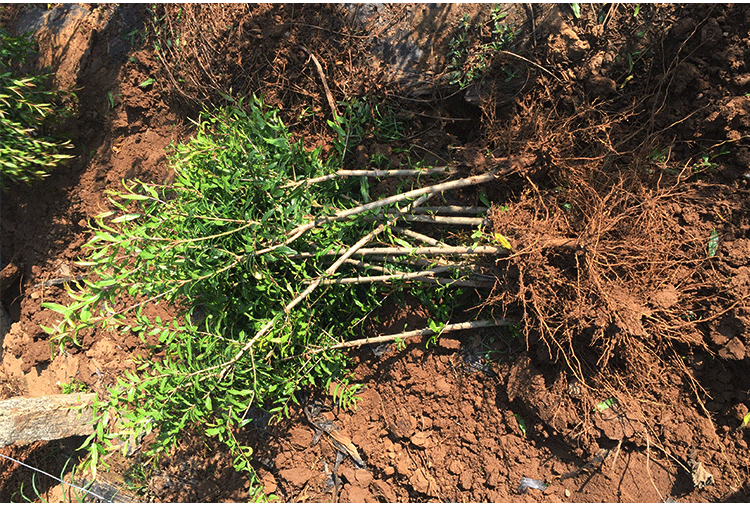 滴灌系统铺设在石榴树根部,水管均匀分布,有效节约用水并促进果实生长 石榴果园滴灌系统示意图