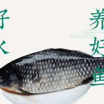 [一件代发][微商电商]2斤装水库大鲫鱼红烧炖汤孕妇小孩