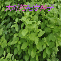 叶用枸杞苗大叶菜用枸杞种苗高产枸杞芽苗无刺枸杞苗食用