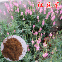红豆草种子护坡草种耐寒耐旱盐碱草籽牧草观赏保土绿肥兼用型