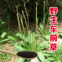 车前草种子野生车前子种子，亩用量2斤，量大详谈