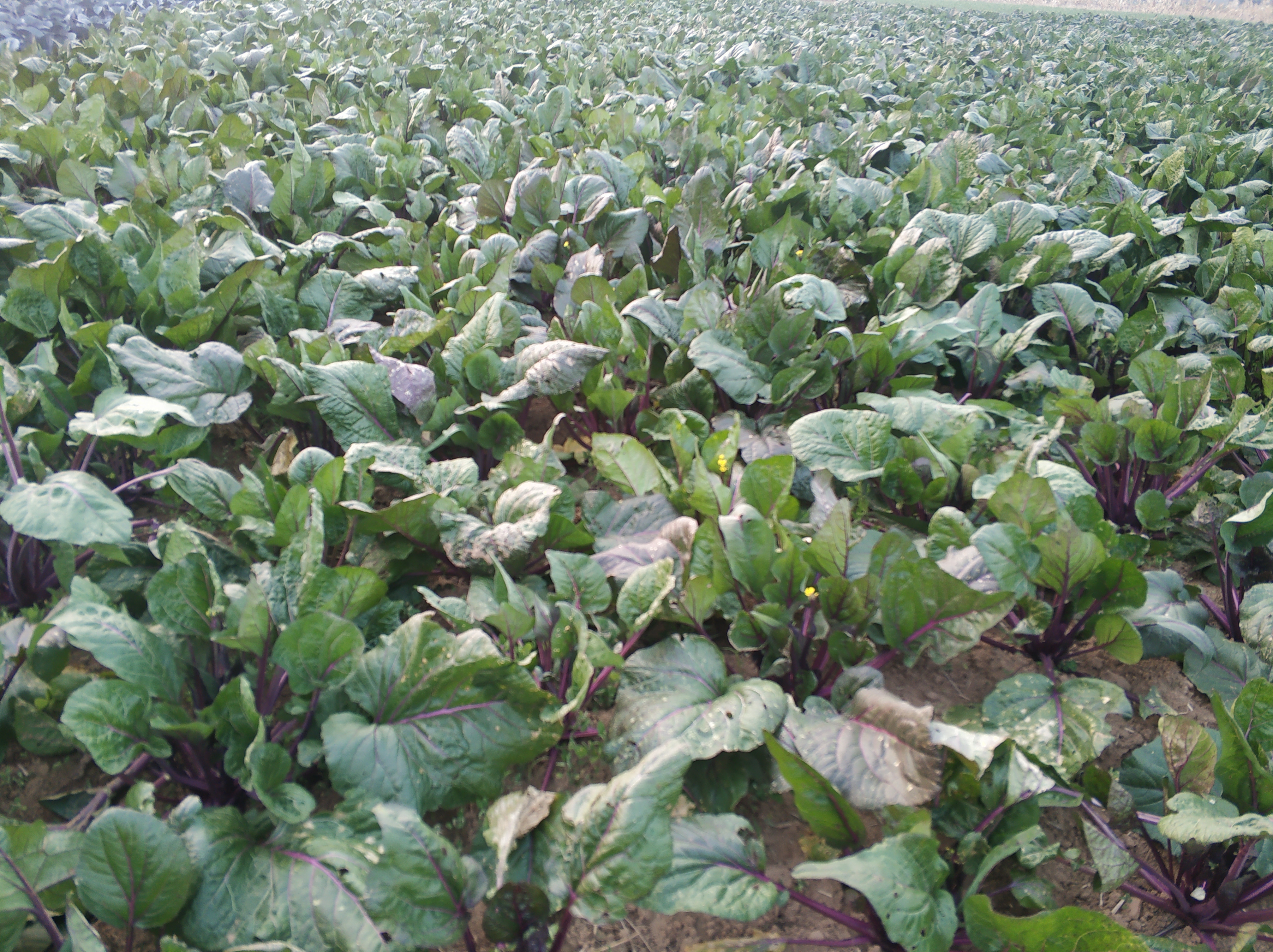 红菜苔与白菜苔田间对比图