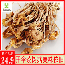 包邮特级半开伞3号茶树菇茶树菇干货产地直销