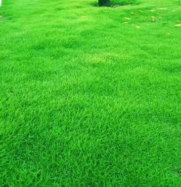 [四季青草种批发]四季青草坪种子护坡草子高羊茅狗牙根黑麦草耐践踏