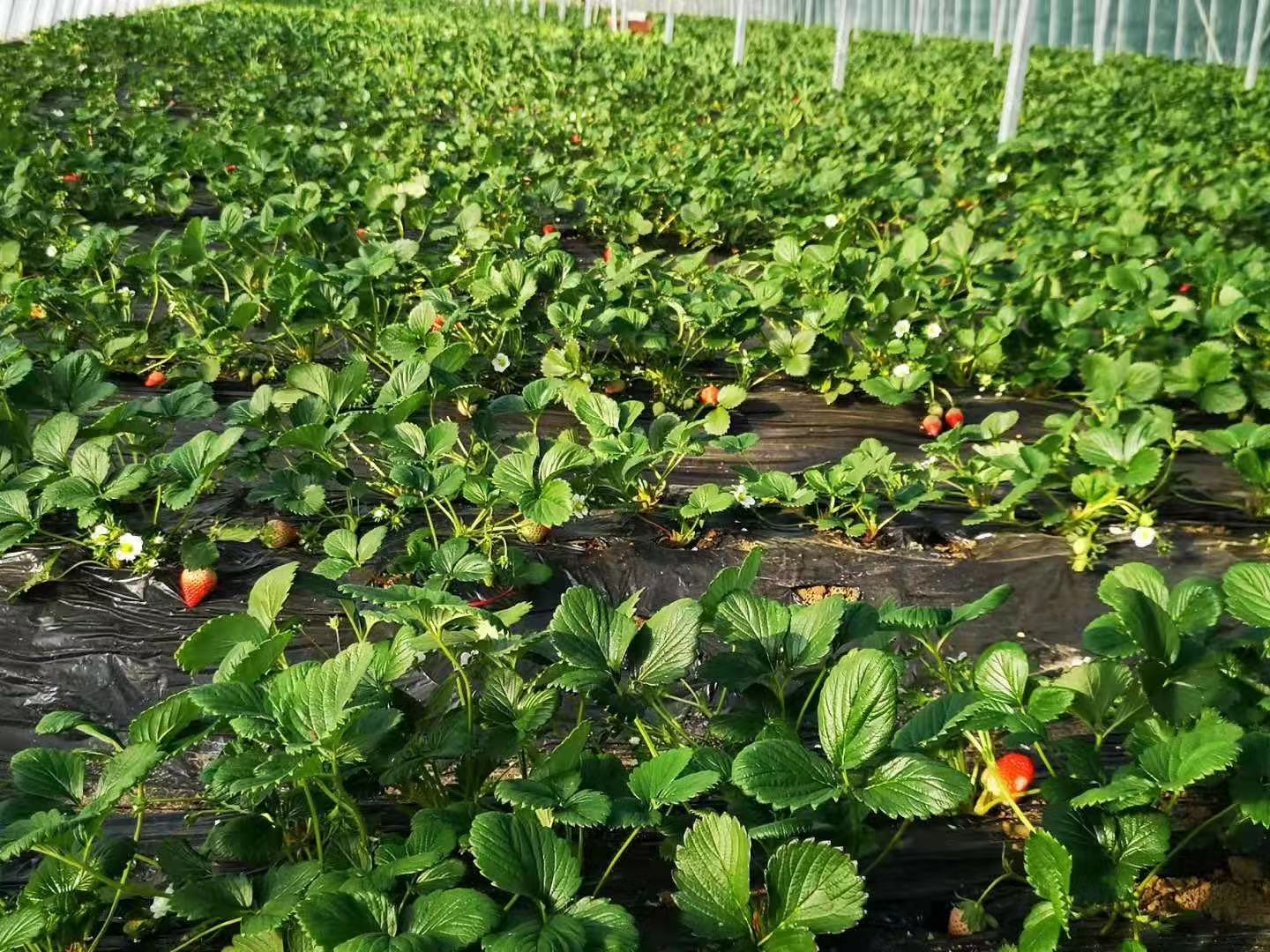 温室大棚内生长旺盛的四季奶油草莓植株,叶片深绿有光泽,茎秆粗壮,部分植株已开花结果;果实呈圆锥形,表皮鲜红带光泽,果肉呈现特有的乳白色,背景为现代化连栋温室结构,配有滴灌系统和温控设备 四季奶油草莓植株特写