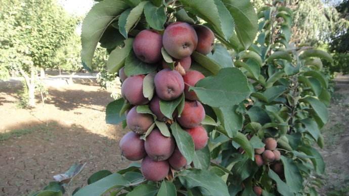 山东蒙阴县苹果果园实景,果树整齐排列,果实饱满 蒙阴县苹果果园