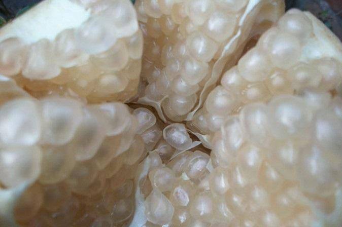 新鲜采摘的会理石榴果实特写