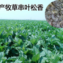 高产串叶松香草种子多年生猪牛羊鹅畜禽牧草籽营养丰富适口