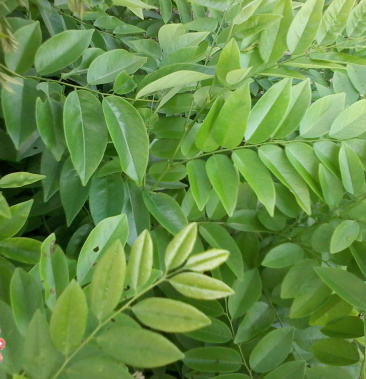 海南黄花梨树苗包正宗带叶子发货