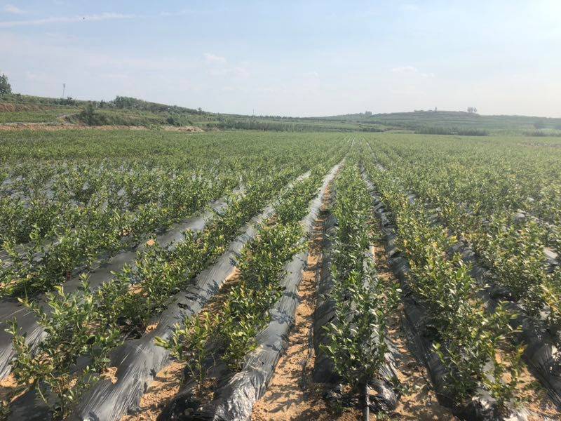 彩云蓝莓基地航拍图