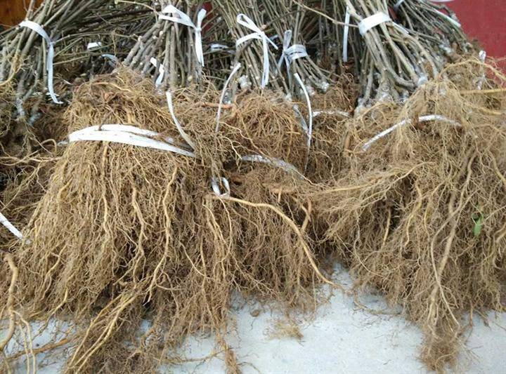 云贵高原红心猕猴桃园土壤改良实景：工人正向定植沟内均匀撒施石灰粉与硼砂混合物，背景可见pH试纸检测显示土壤pH从4.5升至5.8，树盘覆盖15cm厚松针层