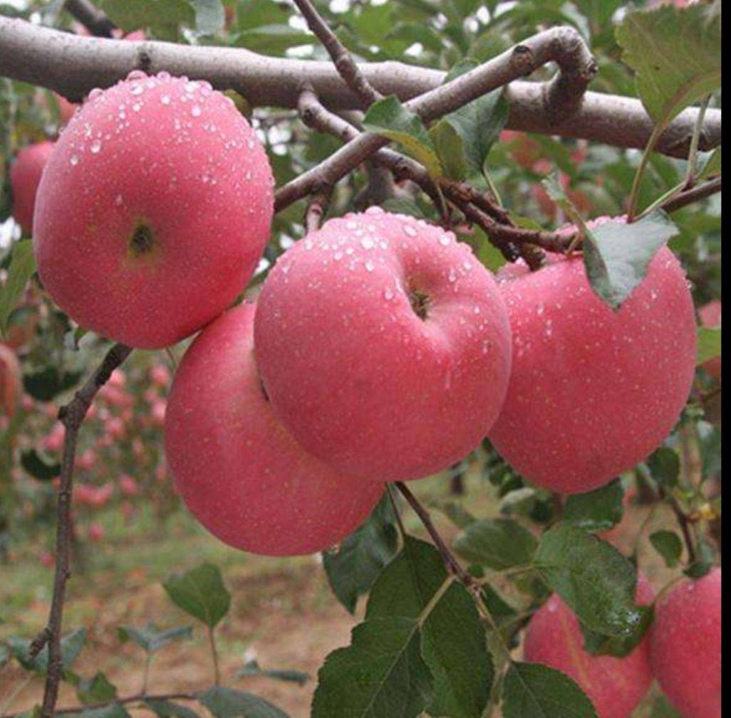 红将军苹果整体外观展示