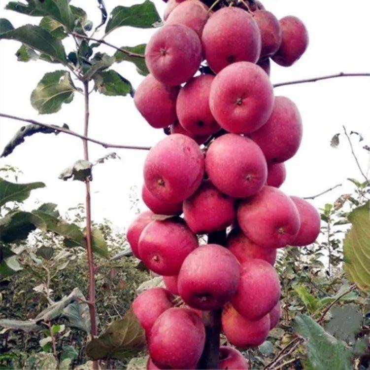 东北苹果丰收时节,果农在果园中忙碌地采摘苹果,装车运输,呈现一派丰收景象 东北苹果丰收场景