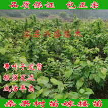 桑果树苗嫁接苗包正宗带叶子发货