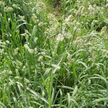 耐阴草（鸭茅）别名果园草、林下草，有鸭茅种子大量供应