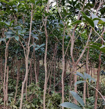 桂花树苗盆栽庭院植物桂花苗八月桂花苗合种规格小苗