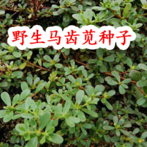 野生蔬菜种子食用马齿苋种子马苋菜野菜种子