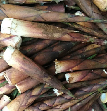 广西现挖新鲜竹笋春笋,高山尖子笋嫩笋