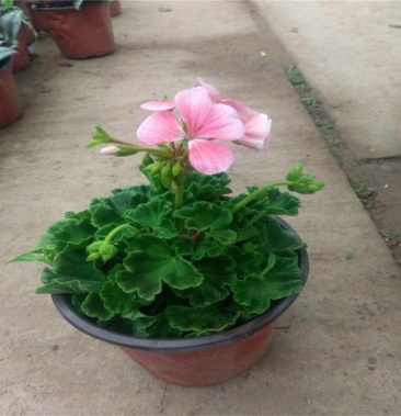 室内盆栽多色天竺葵供应批发天竺葵小苗基地直销