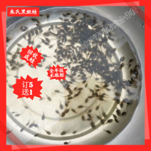 江苏省/湖南省/江西省/黑斑蛙种苗养殖基地哪家价格便宜
