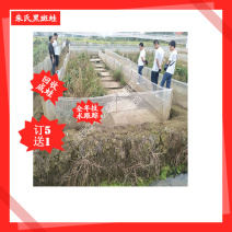 湖南起源青蛙养殖基地专业黑斑蛙养殖技术培训订种苗成品